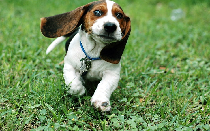 marrón y blanco basset hound cachorro, perro, orejas, correr, hierba, Fondo de pantalla HD