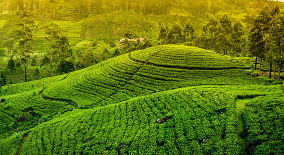 مزارع الشاي، خلفية HD HD wallpaper