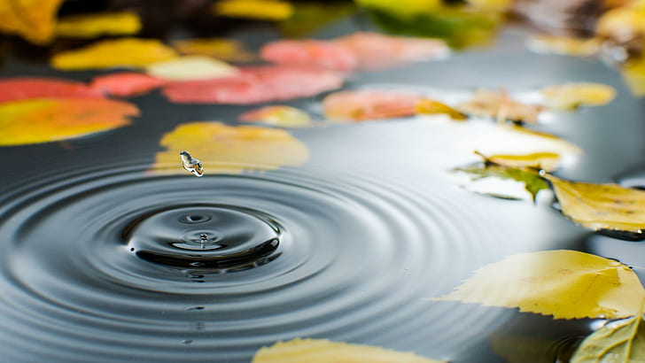 الماء ، الماء ، أوراق الخريف الجميلة ، الأوراق الخضراء والحمراء ، الماء ، أوراق الخريف الجميلة، خلفية HD