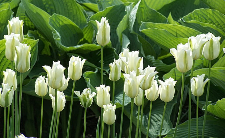 verdes, hojas, flores, tallos, primavera, luz solar, tulipanes blancos, luz y sombra, Fondo de pantalla HD