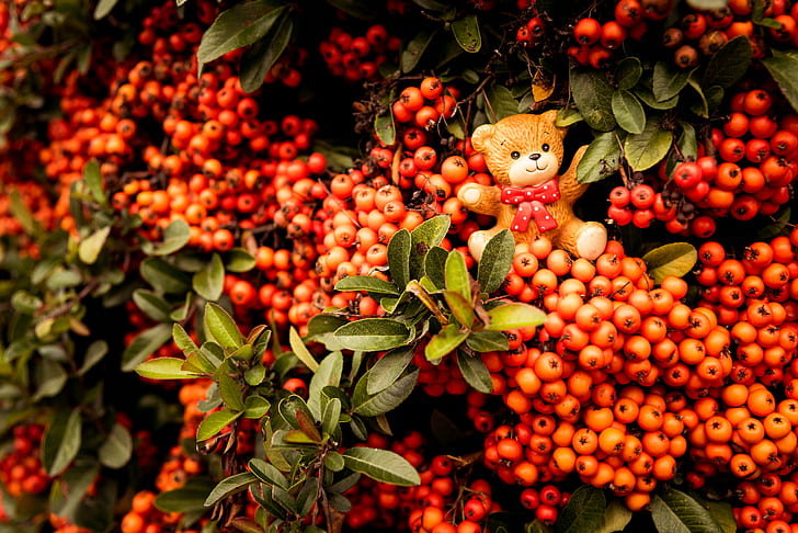 rowan, toy, bear, bunch, branches, berries, HD wallpaper