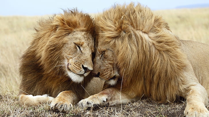 Affectionate Lions animals Affectionate Lions, Masai Mara National Reserve, Kenya Animals Cats HD Art , animals, cats, Lion, Kenya, Affectionate Lions, lion love, HD wallpaper