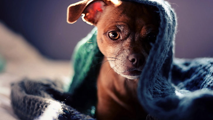 青い繊維、動物、犬、毛布の下の茶色の子犬、 HDデスクトップの壁紙