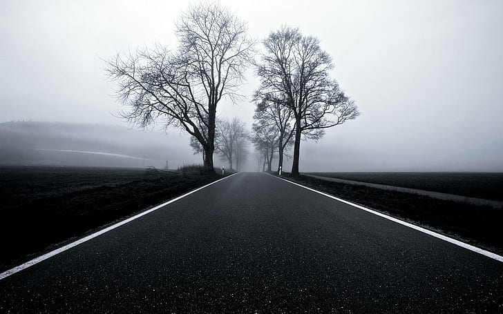 Blacktop In Black White, trees, blacktop, road, black and white, nature and landscapes, HD wallpaper
