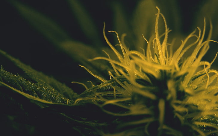 cannabis, macro, Sfondo HD