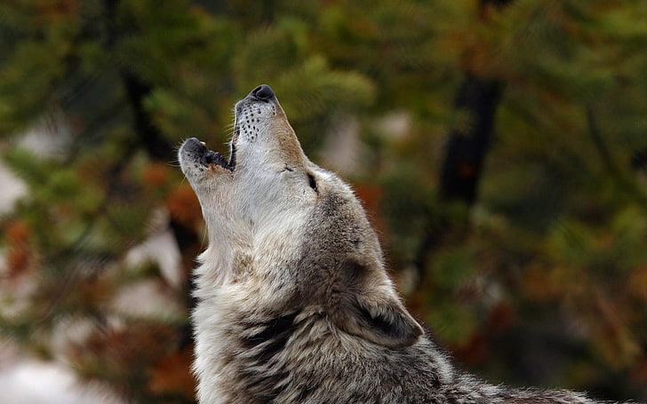 howling wolf-Photo HD Wallpaper, HD wallpaper