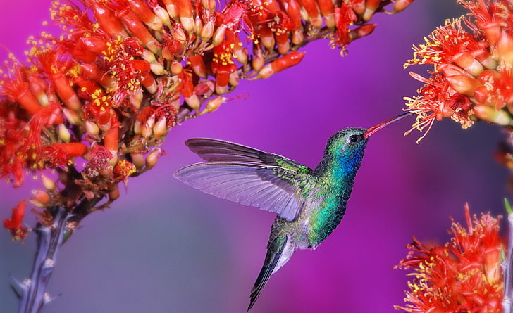 Burung Kolibri yang indah, burung yang hijau dan biru, Hewan, Burung, Burung kolibri yang indah, Wallpaper HD