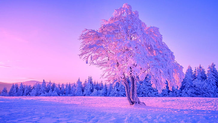 árbol solitario, invierno, cielo, naturaleza, árbol, congelación, nieve, cielo púrpura, planta leñosa, escarcha, desierto, árbol solitario, campo de nieve, Fondo de pantalla HD