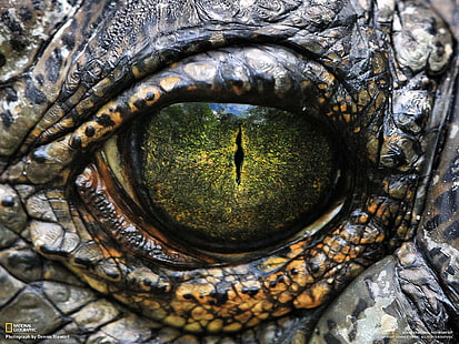 grönt öga, ögon, skalor, reptil, HD tapet HD wallpaper