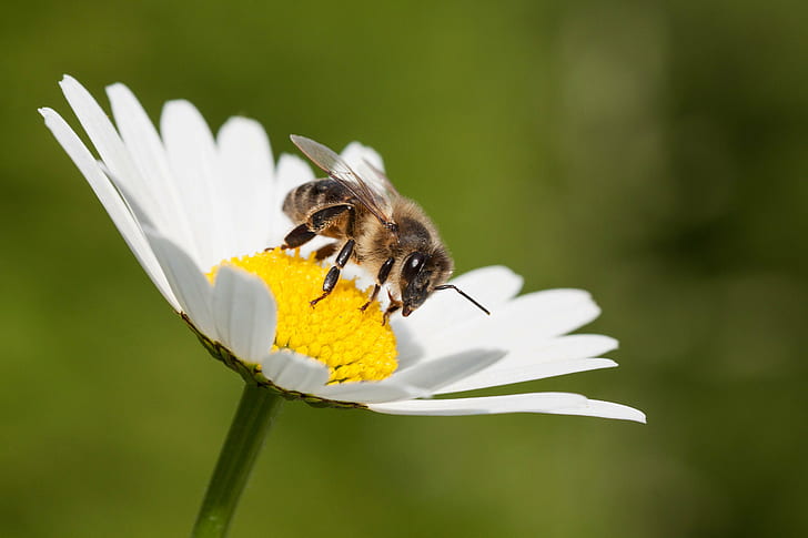 bee on top of white and yellow flower, bee  bee, on top, white, yellow, flower, nature, animal, insect, macro, bokeh, close up, bee, pollination, pollen, honey, summer, close-up, animal Wing, springtime, outdoors, HD wallpaper