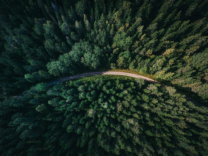 forest, trees, nature, road, path, aerial view, bird's eye view, HD wallpaper