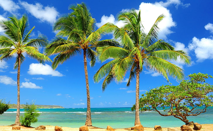 Пальмы, роспись зелеными кокосовыми пальмами, природа, пляж, пальмы, HD обои