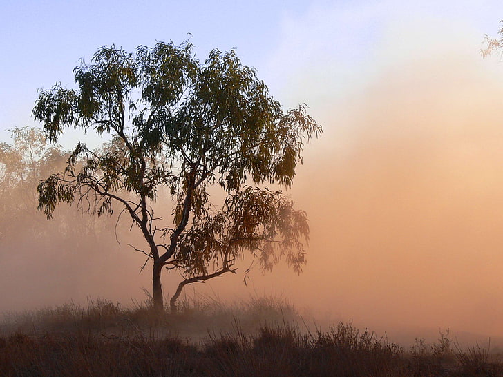 tree sandstorm bluesky desert alicesprings, HD wallpaper