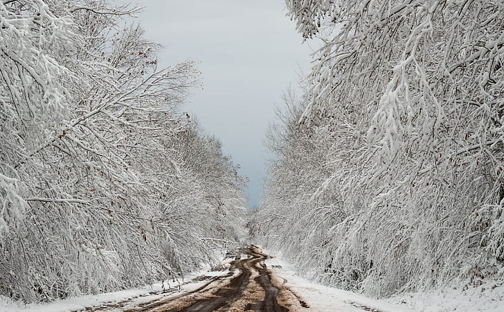 зима, грунтовая дорога, деревья, снег, дорожка, HD обои