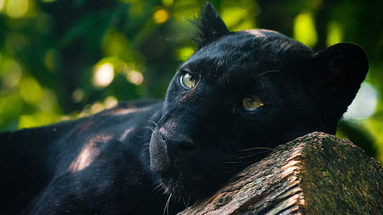 adult black panther, panthers, animals, photography, Jaguar, cat, depth of field, HD wallpaper HD wallpaper