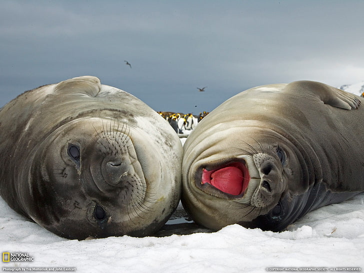 due leoni del Mar Nero, animali, National Geographic, foche, neve, Sfondo HD
