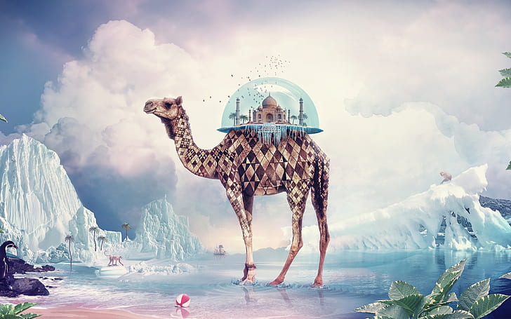 Camel, Mahal, taj, HD wallpaper