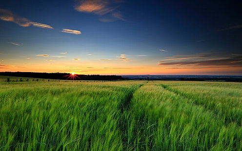 Природен пейзаж, зелена трева, пшенични полета, залез, вечер, небе, Природа, Пейзаж, Зелено, Трева, Пшеница, Поля, Залез, Вечер, Небо, HD тапет HD wallpaper