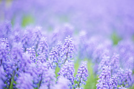 紫のビートの花のティルトシフトレンズ、夢、ムスカリ、ティルトシフトレンズ、紫、ビート、花、青、ボケ、春、自然、植物、ラベンダー、夏、クローズアップ、自然の美しさ、 HDデスクトップの壁紙 HD wallpaper
