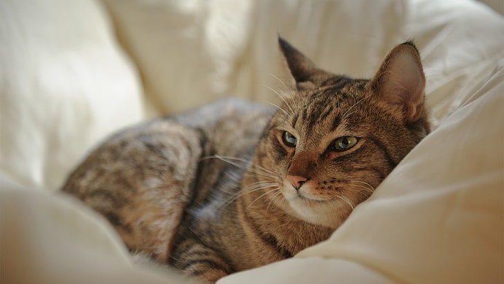photographie de chat tigré brun sur lit pour animaux de compagnie, animaux, chat, Fond d'écran HD