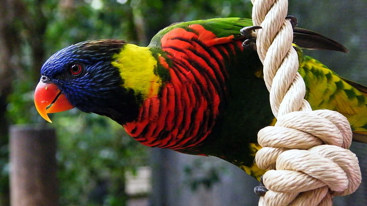 Burung beo yang indah, oranye, kuning, alam, cerah, liar, hijau, burung, warna-warni, sayap, biru, bayan, prett, Wallpaper HD