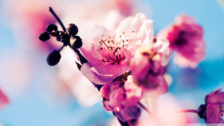 rosa und lila Blumendekor, Natur, Makro, Blumen, Rosa, HD-Hintergrundbild