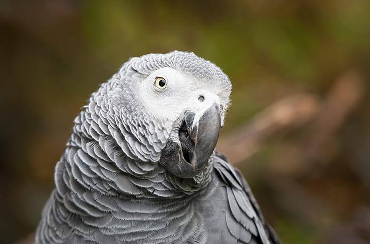african grey parrot 4k cool background picture, HD wallpaper
