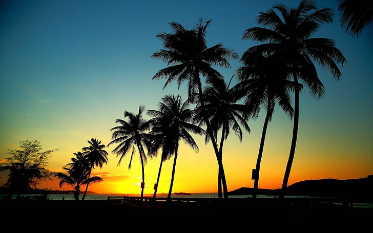 야자수 일몰, 일몰 동안 해변에서 코코넛 나무, 야자수, 일몰, 태양, HD 배경 화면