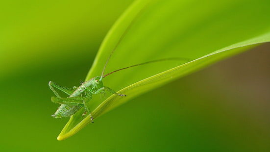 зелен скакалец на селективен фокус снимка, зелено, насекомо, макро, растения, HD тапет HD wallpaper