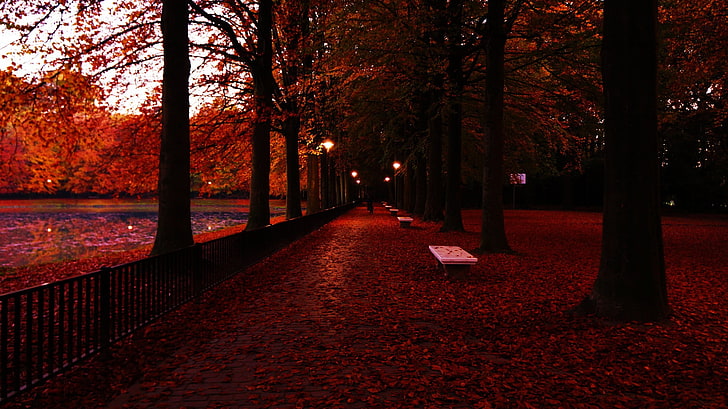brown trees, photography, trees, fall, fence, bench, lights, red leaves, HD wallpaper