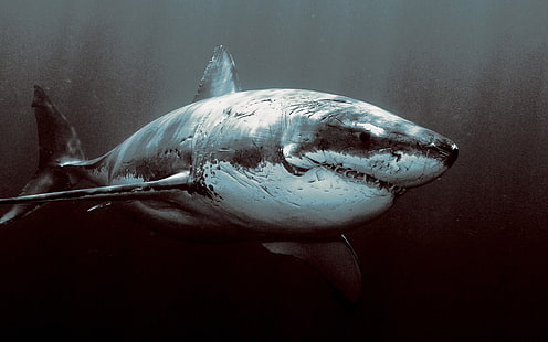 белая и черная акула, акула, большая белая акула, животные, HD обои HD wallpaper