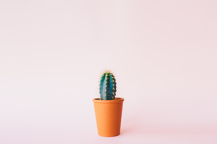 cactus verde con vaso marrone, cactus, minimalismo, fiore, Sfondo HD