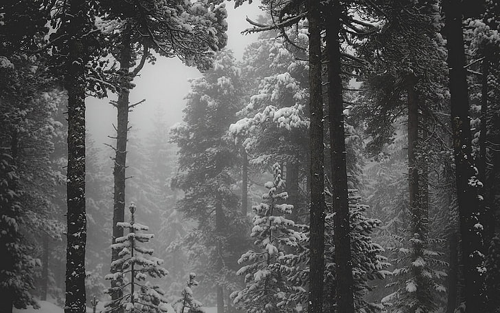 zdjęcie w skali szarości lasu śnieżnego, krajobraz, natura, śnieg, las, monochromatyczne, zima, zimno, mgła, drzewa, sosny, szary, Tapety HD