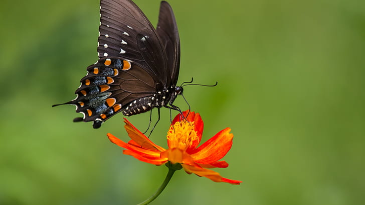 Black butterfly, orange color flower, zinnia, Black, Butterfly, Orange, Color, Flower, Zinnia, HD wallpaper