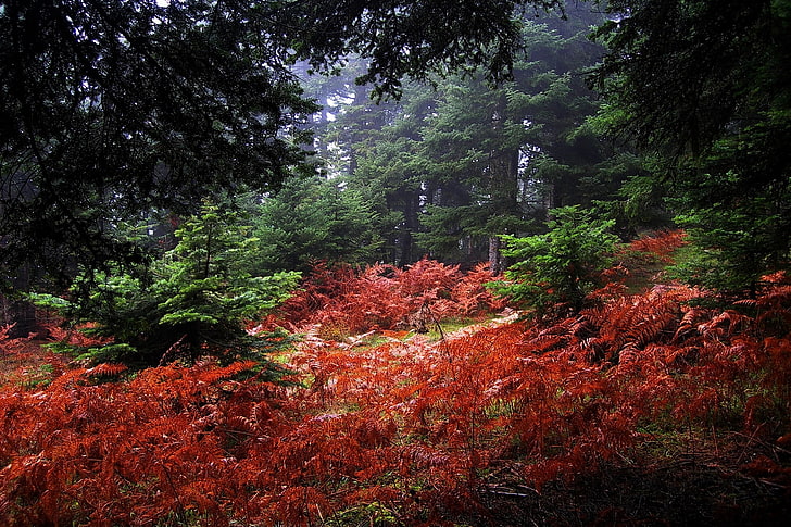 red and green leaf trees, nature, landscape, fall, mist, forest, shrubs, ferns, trees, HD wallpaper