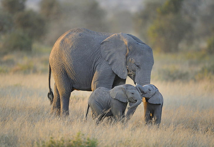 ลูกช้างแฝดลูกช้างคู่ช้างแอฟริกาอุทยานแห่งชาติ Amboseli, วอลล์เปเปอร์ HD