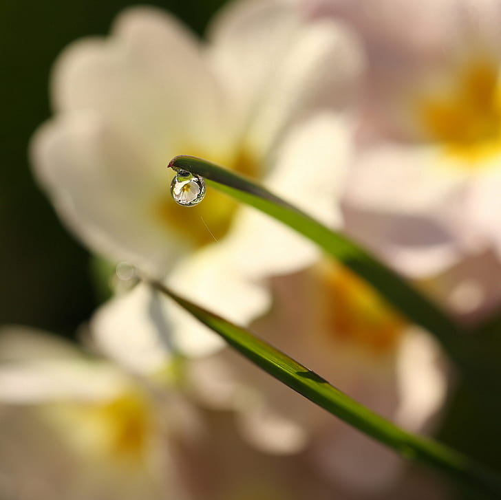 closeup photo of green leaves, rosa, rosa, prima rosa, closeup, photo, green leaves, spring flowers, primroses, drop, droplet, refraction, web, blur, bokeh, prism, jenny, pics, yellow, le jardin, in the garden, petals, focus, delicate, blade of grass, shadow, sunlit, globule, thread, nature, plant, flower, macro, close-up, springtime, petal, green Color, beauty In Nature, HD wallpaper