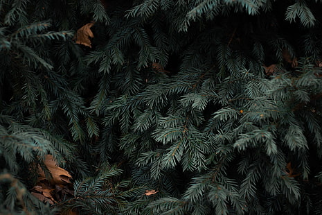 가문비 나무 가지, 잎, 자연, HD 배경 화면 HD wallpaper