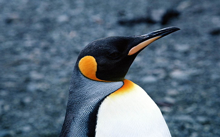 Glada Antarktiska pingviner HD Desktop Wallpaper 19, HD tapet