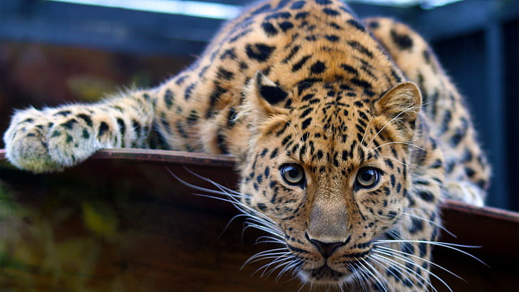 Leopard HD, animals, leopard, HD wallpaper