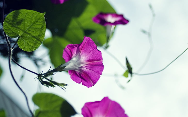 Purple Morning Glory-Summer beautiful flowers wall.., pink and white petaled flower, HD wallpaper