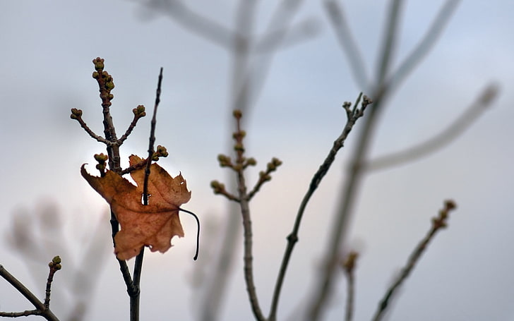 foglia marrone, ramo, foglie, autunno, foglia, Sfondo HD