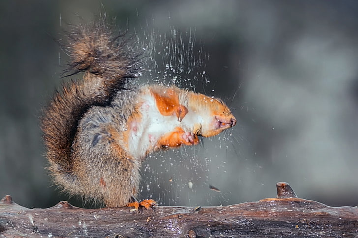 brown squirrel, drops, squirt, wet, protein, Board, HD wallpaper