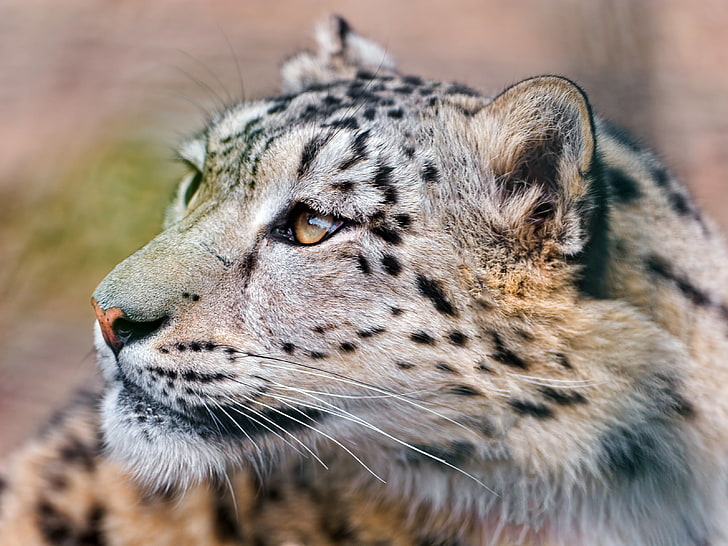 brown Jaguar, snow leopard, predator, eyes, big cat, HD wallpaper