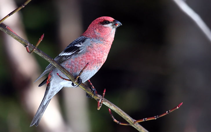 red and gray passerine bird, birds, branch, sit, color, beautiful, HD wallpaper