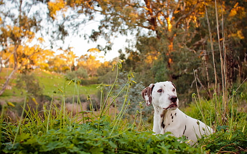 river, dog, dalmatian, HD wallpaper HD wallpaper