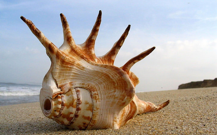 Seashell-Quality photography wallpaper, brown and white sea shell, HD  wallpaper | Wallpaperbetter