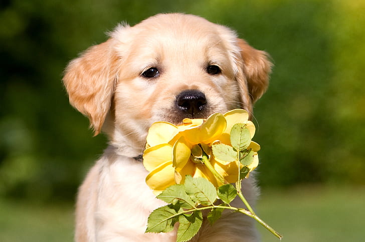 kwiat, róża, pies, szczeniak, kolor, żółty, beżowy, Tapety HD