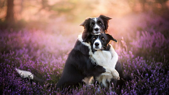 anjing, memeluk, memeluk, anjing, jenis anjing, fotografi, lucu, border collie, bunga, Wallpaper HD HD wallpaper