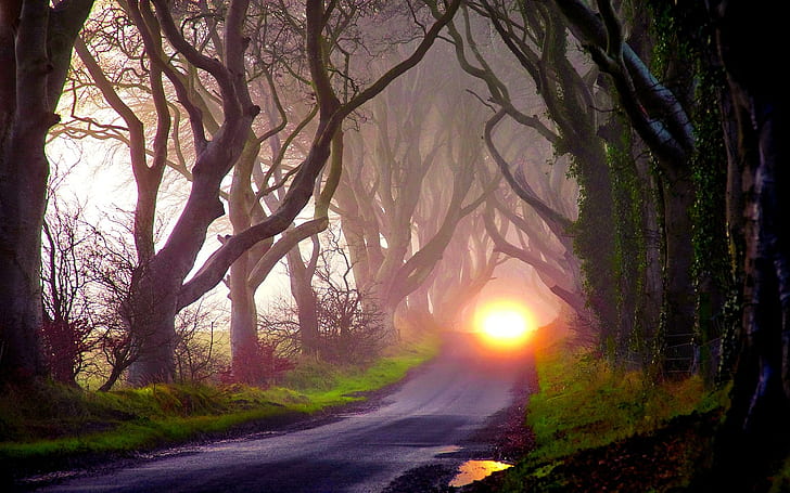 Mystery Road, alberi, oscurità, luci, mistero, autunno, 3d e astratto, Sfondo HD